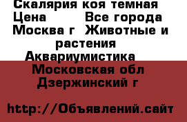 Скалярия коя темная › Цена ­ 50 - Все города, Москва г. Животные и растения » Аквариумистика   . Московская обл.,Дзержинский г.